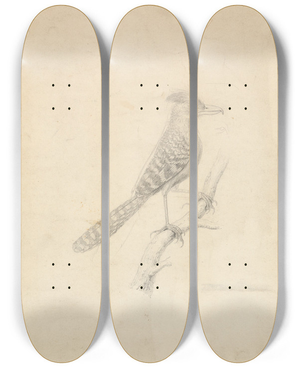 Triptych art skateboard deck of James Sowerby Antshrike by James Sowerby (1757-1822)