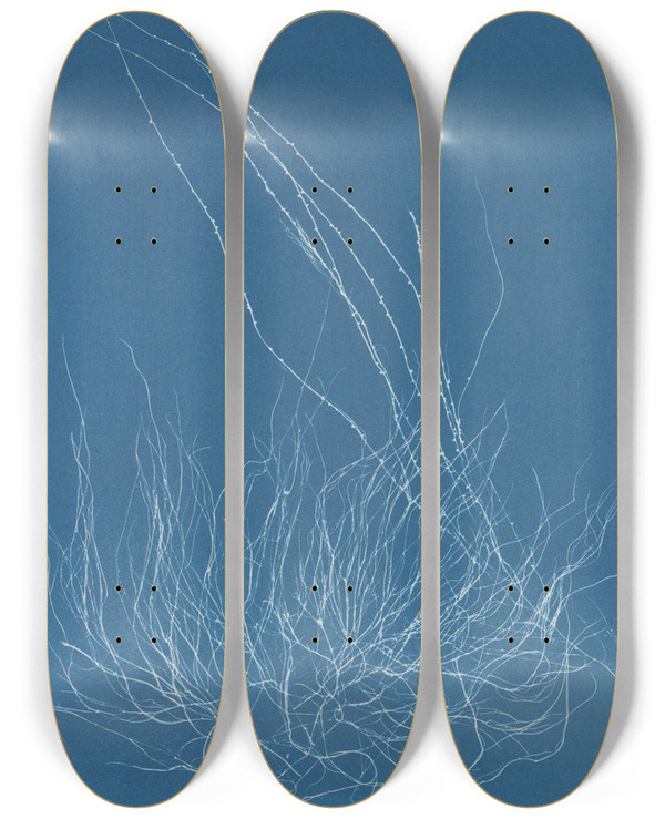 Triptych art skateboard deck of Anna Atkins Gigartina Confervoides by Anna Atkins (1799-1871)