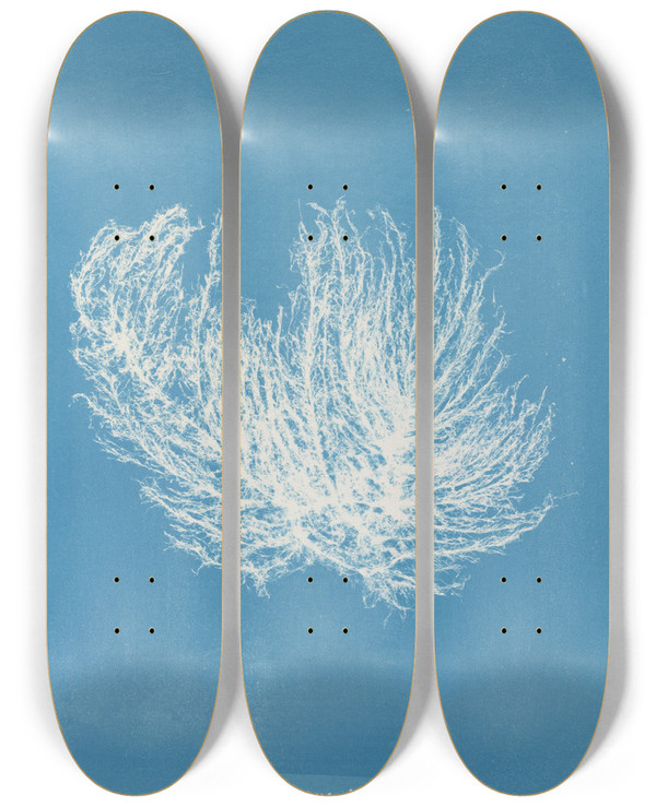 Triptych art skateboard deck of Anna Atkins Ectocarpus Distortus by Anna Atkins (1799-1871)