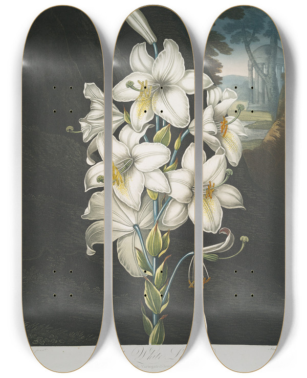 Triptych art skateboard deck of Robert John Thornton The White Lily With Varigatedleaves by Robert John Thornton (1768-1837)