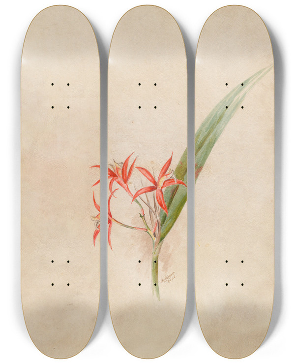 Triptych art skateboard deck of Joo Barbosa Rodrigues Iconographie Des Orchidees Du Bresil Pl61 by Joao Barbosa Rodrigues (1842-1909)