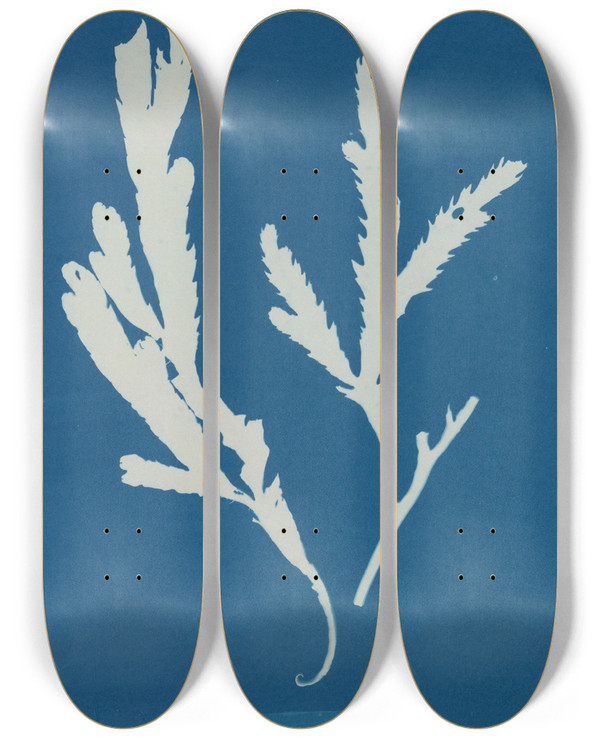 Triptych art skateboard deck of Anna Atkins Fucus Serratus by Anna Atkins (1799-1871)