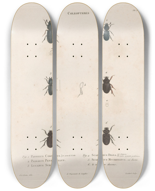 Triptych art skateboard deck of Jean Gabriel Pretre Insectes Recueillis En Afrique Et En Amrique Pl23 by Jean Gabriel Pretre (1768-1849)