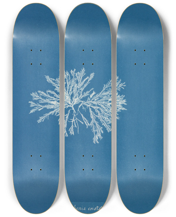 Triptych art skateboard deck of Anna Atkins Polysiphonia Cristata by Anna Atkins (1799-1871)