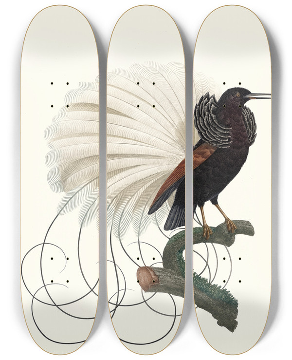 Triptych art skateboard deck of Jacques Barraband Le Nbuleux Talant Ses Parures by Jacques Barraband (1767-1809)