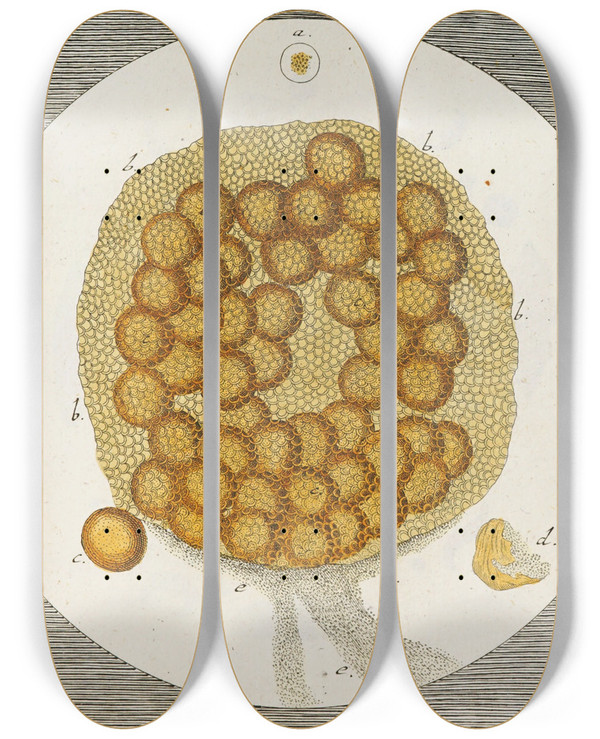 Triptych art skateboard deck of Martin Frobenius Ledermuller Amusement Microscopique Tant Pour Lesprit Que Pour Les Yeux Pl061 by Martin Frobenius Ledermu%Cc%88Ller (1719-1769)