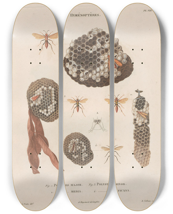 Triptych art skateboard deck of Jean Gabriel Pretre Insectes Recueillis En Afrique Et En Amrique Pl71 by Jean Gabriel Pretre (1768-1849)