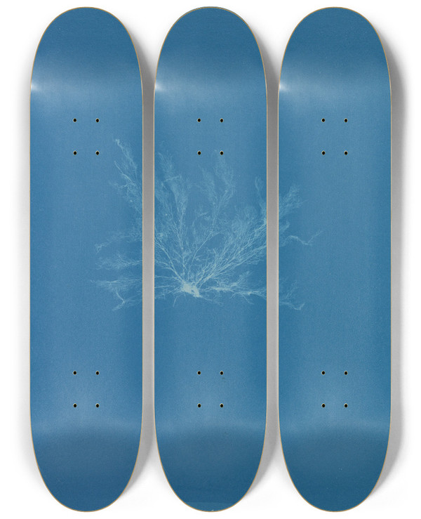 Triptych art skateboard deck of Anna Atkins Polysiphonia Fibrata_1 by Anna Atkins (1799-1871)