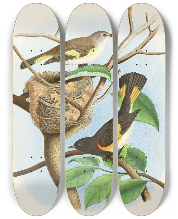 Triptych art skateboard deck of Edwin L Sheppard American Redstart by Edwin L Sheppard (1904)