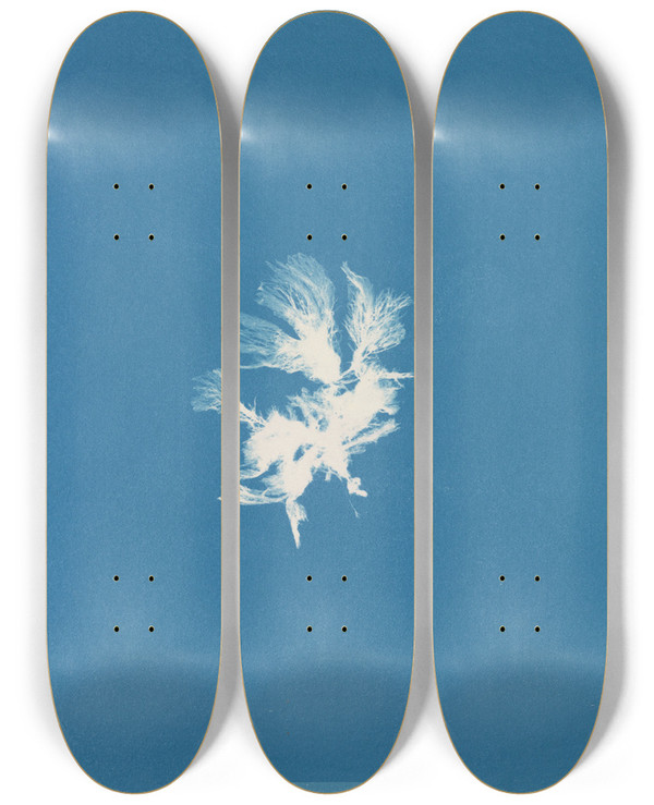 Triptych art skateboard deck of Anna Atkins Schizonema Parasiticum by Anna Atkins (1799-1871)