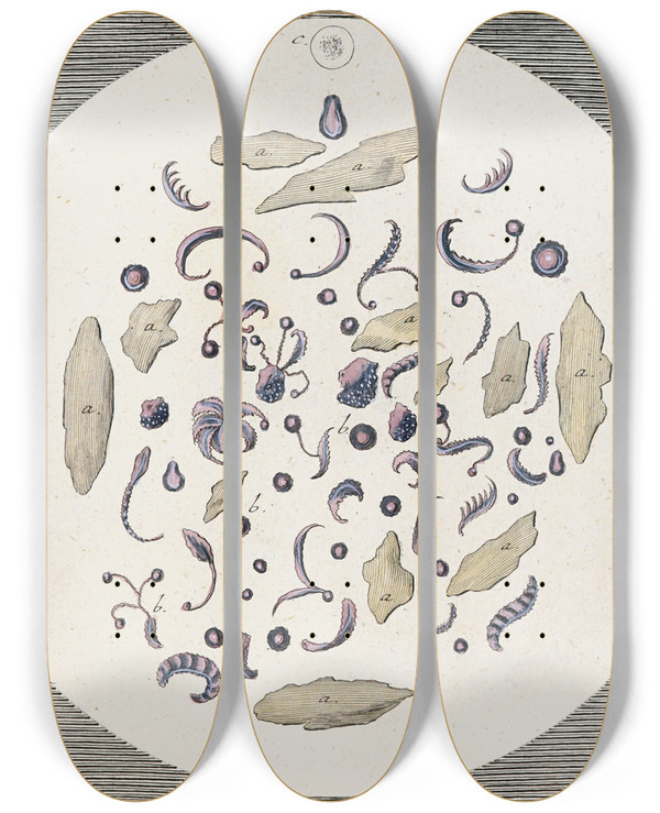 Triptych art skateboard deck of Martin Frobenius Ledermuller Amusement Microscopique Tant Pour Lesprit Que Pour Les Yeux Pl062 by Martin Frobenius Ledermu%Cc%88Ller (1719-1769)