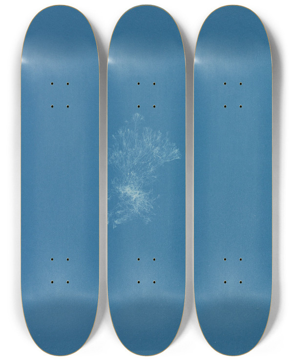 Triptych art skateboard deck of Anna Atkins Ceramium Fastigiatum by Anna Atkins (1799-1871)