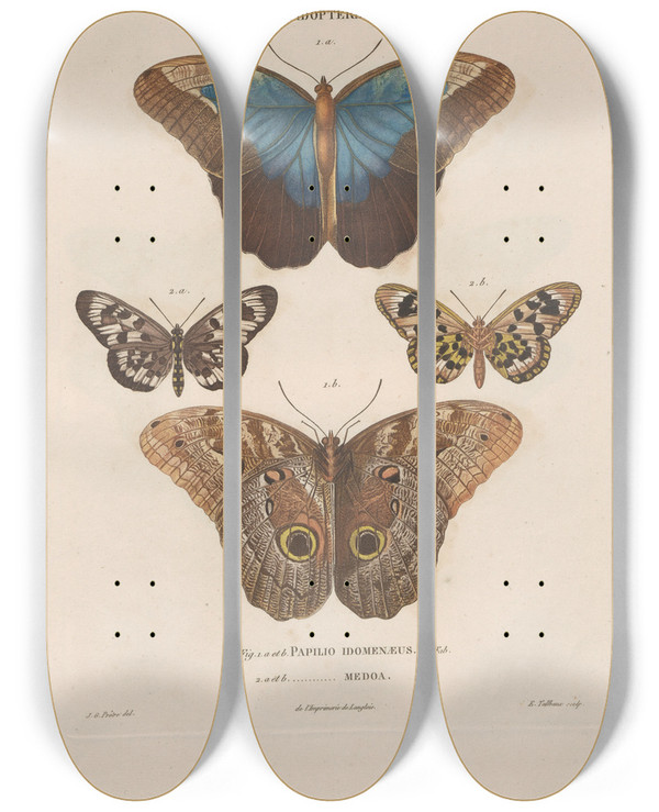 Triptych art skateboard deck of Jean Gabriel Pretre Insectes Recueillis En Afrique Et En Amrique Pl81 by Jean Gabriel Pretre (1768-1849)