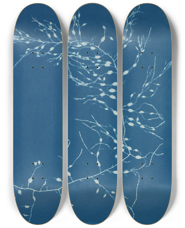 Triptych art skateboard deck of Anna Atkins Cystoseira Fibrosa by Anna Atkins (1799-1871)