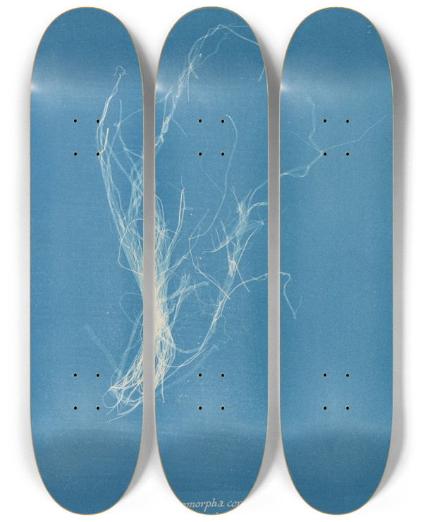 Triptych art skateboard deck of Anna Atkins Enteromorpha Compressa Prolifera by Anna Atkins (1799-1871)