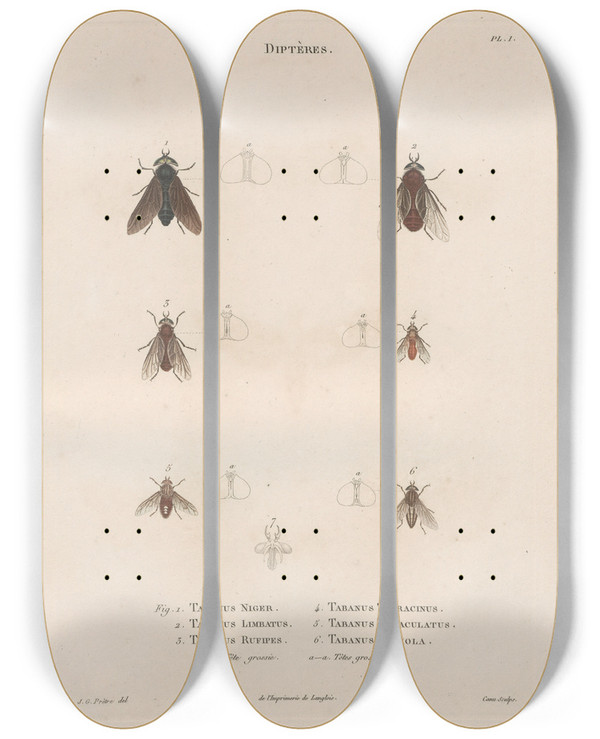 Triptych art skateboard deck of Jean Gabriel Pretre Insectes Recueillis En Afrique Et En Amrique Pl88 by Jean Gabriel Pretre (1768-1849)