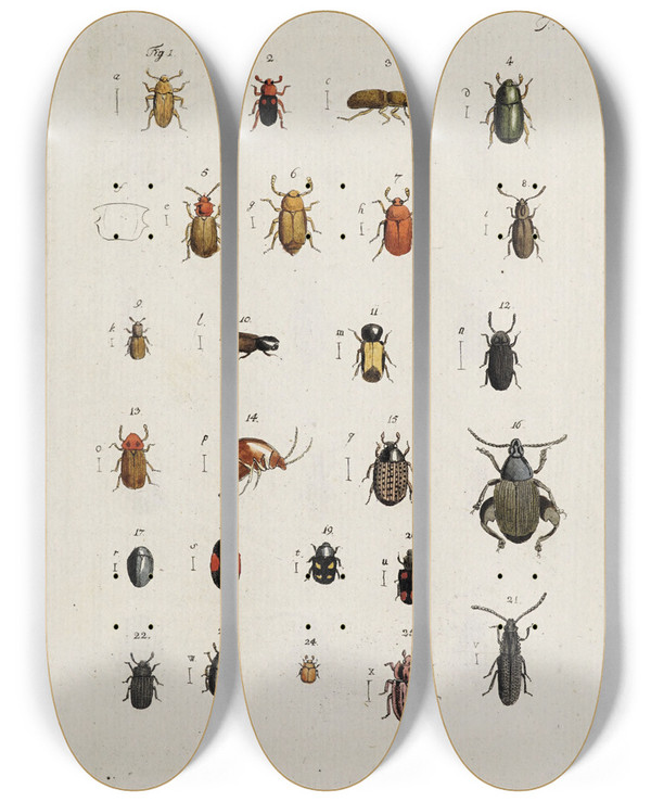 Triptych art skateboard deck of Johann Caspar Fuessli Archives De Lhistoire Des Insectes Pl21 by Johann Caspar Fuessli (1743-1786)