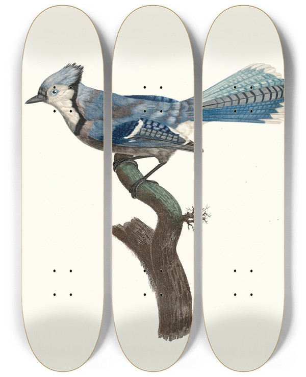 Triptych art skateboard deck of Jacques Barraband Le Geai Bleu by Jacques Barraband (1767-1809)