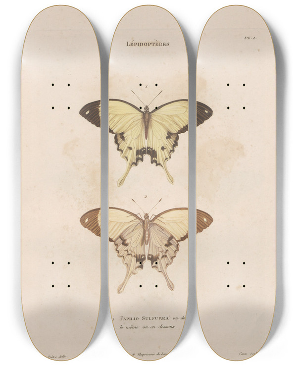 Triptych art skateboard deck of Jean Gabriel Pretre Insectes Recueillis En Afrique Et En Amrique Pl73 by Jean Gabriel Pretre (1768-1849)