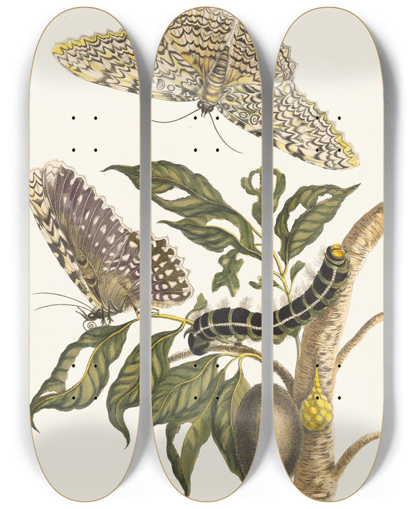 Triptych art skateboard deck of Maria Sibylla Merian Arbre De Gommegutte by Maria Sibylla Merian (1647-1717)