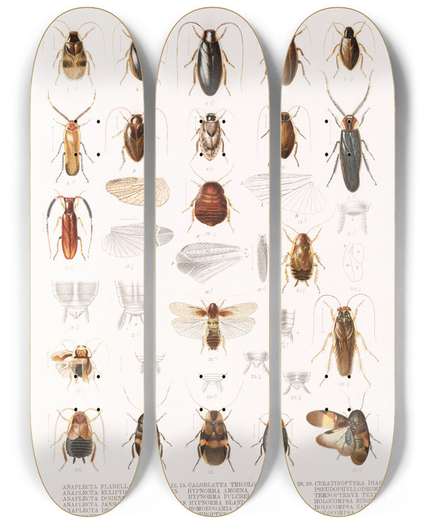 Triptych art skateboard deck of Frederick Ducane Godman Insecta Orthoptera Pl 1 by Frederick Ducane Godman (1834-1919)