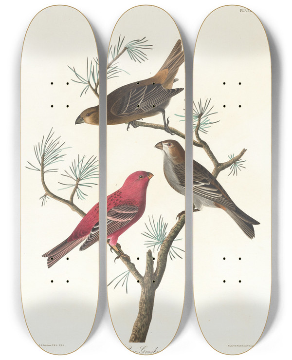 Triptych art skateboard deck of John James Audubon Pine Grosbeak by John James Audubon (1785-1851)