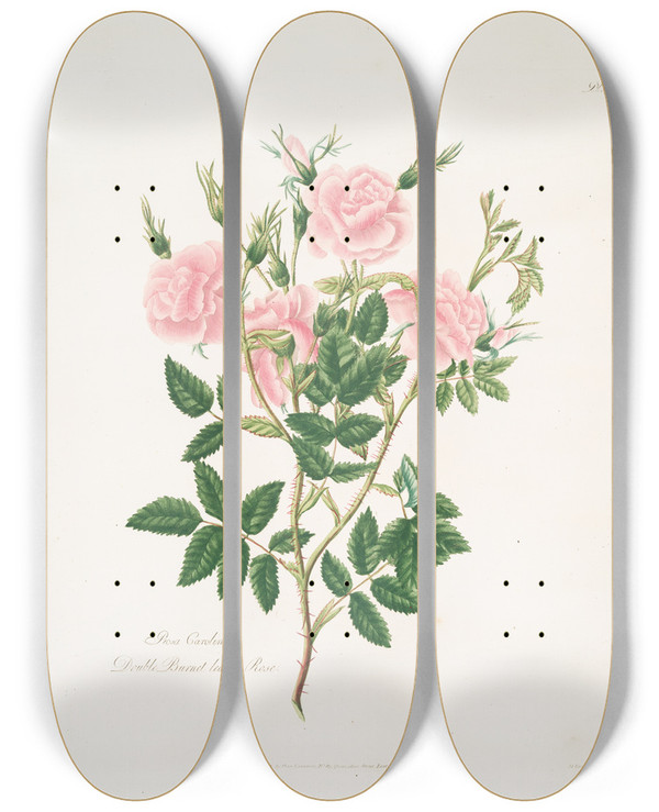 Triptych art skateboard deck of Mary Lawrance Rosa Carolina by Mary Lawrance (1776-1831)