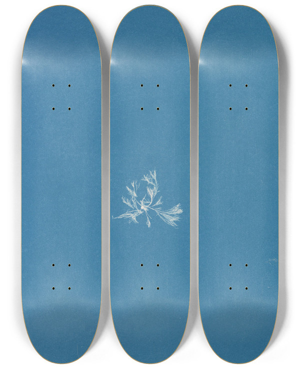 Triptych art skateboard deck of Anna Atkins Schizonema Wyattiae by Anna Atkins (1799-1871)