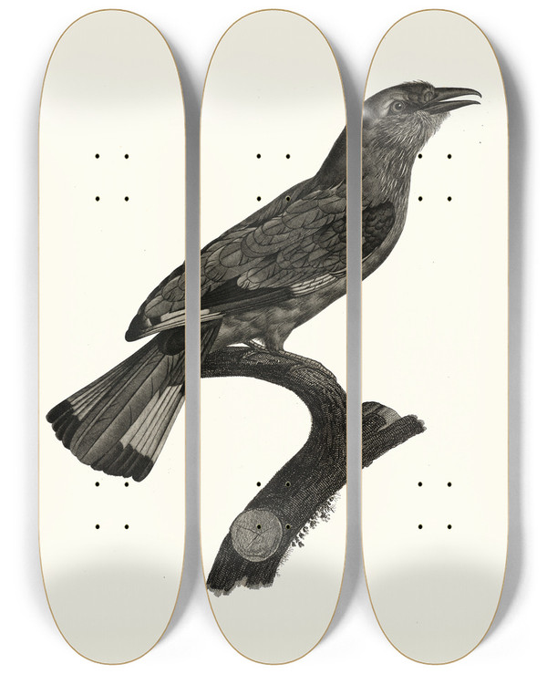 Triptych art skateboard deck of Jacques Barraband Le Rollier Vari Dafrique by Jacques Barraband (1767-1809)