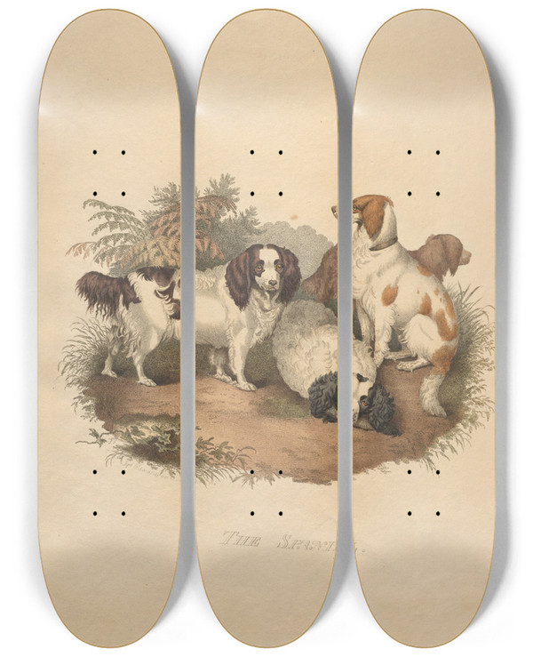 Triptych art skateboard deck of Sydenham Edwards The Spaniel by Sydenham Edwards (1768-1819)