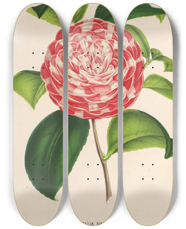 Triptych art skateboard deck of Charles Antoine Lemaire Camellia Nazzari by Charles Antoine Lemaire (1800-1871)