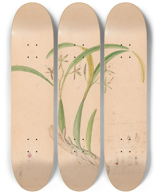 Triptych art skateboard deck of Joo Barbosa Rodrigues Iconographie Des Orchidees Du Bresil Pl16 by Joao Barbosa Rodrigues (1842-1909)