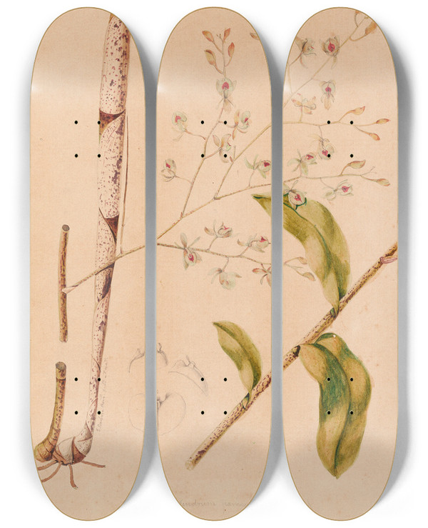 Triptych art skateboard deck of Joo Barbosa Rodrigues Iconographie Des Orchidees Du Bresil Pl38 by Joao Barbosa Rodrigues (1842-1909)