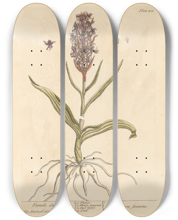 Triptych art skateboard deck of Elizabeth Blackwell Female Satyrium by Elizabeth Blackwell (1707-1758)