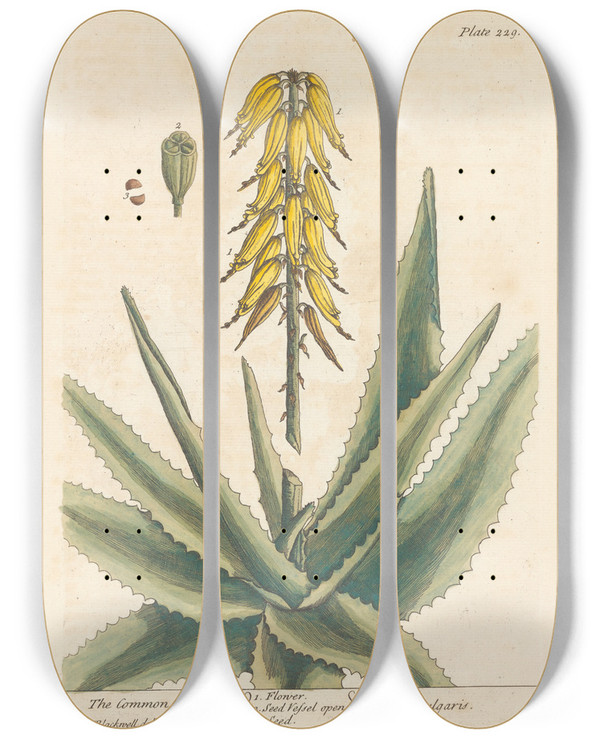 Triptych art skateboard deck of Elizabeth Blackwell The Common Aloes by Elizabeth Blackwell (1707-1758)