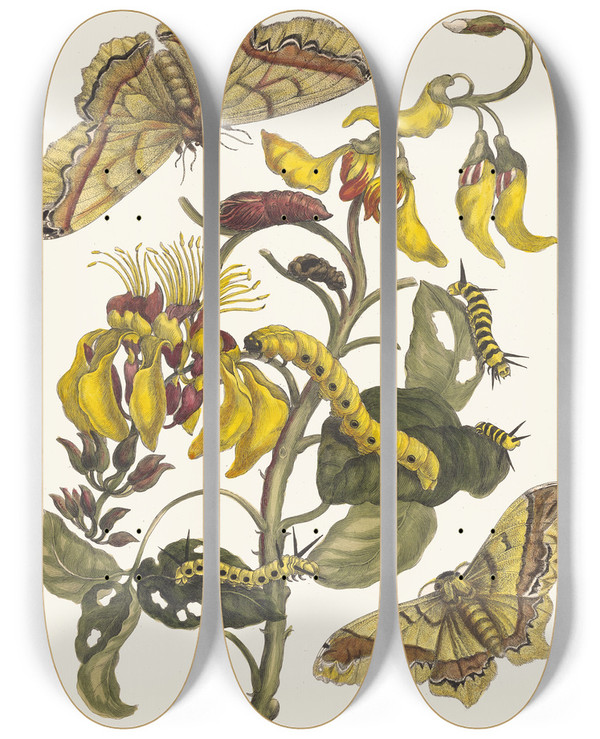 Triptych art skateboard deck of Maria Sibylla Merian Pallisadenboom by Maria Sibylla Merian (1647-1717)