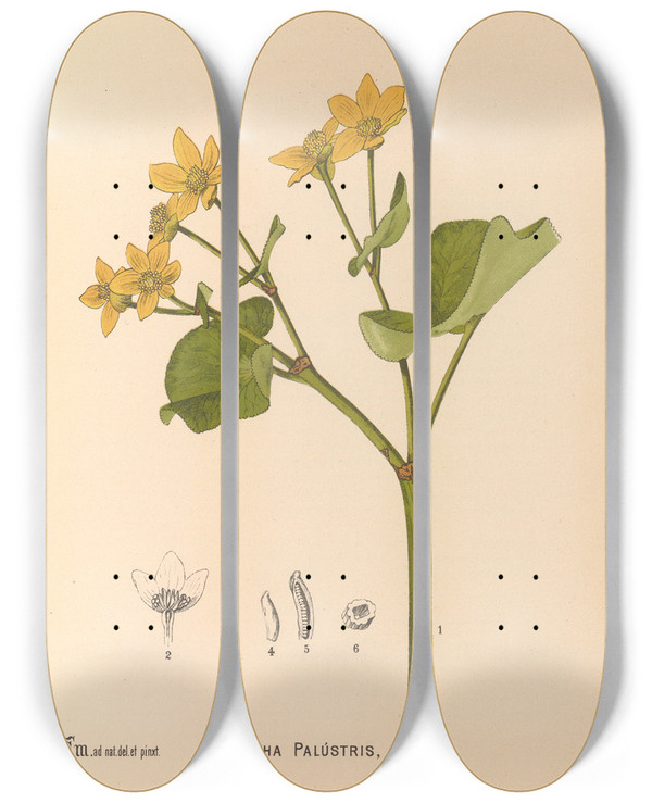 Triptych art skateboard deck of Charles Frederick Millspaugh Medicinal Plants Pl100 by Charles Frederick Millspaugh (1854-1923)
