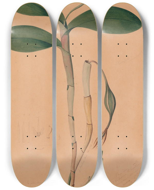 Triptych art skateboard deck of Joo Barbosa Rodrigues Iconographie Des Orchidees Du Bresil Pl31 by Joao Barbosa Rodrigues (1842-1909)