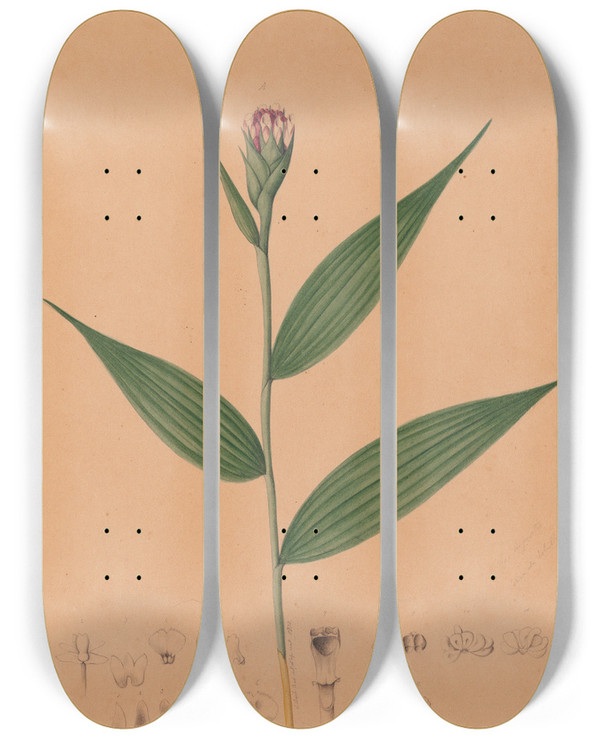 Triptych art skateboard deck of Joo Barbosa Rodrigues Iconographie Des Orchidees Du Bresil Pl57 by Joao Barbosa Rodrigues (1842-1909)