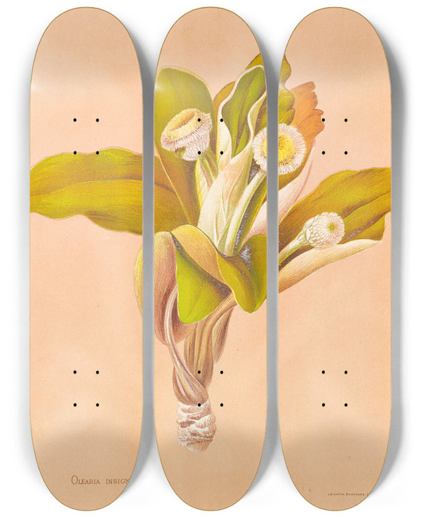 Triptych art skateboard deck of Georgina Burne Hetley Oleria Insignis by Georgina Burne Hetley (1832-1898)