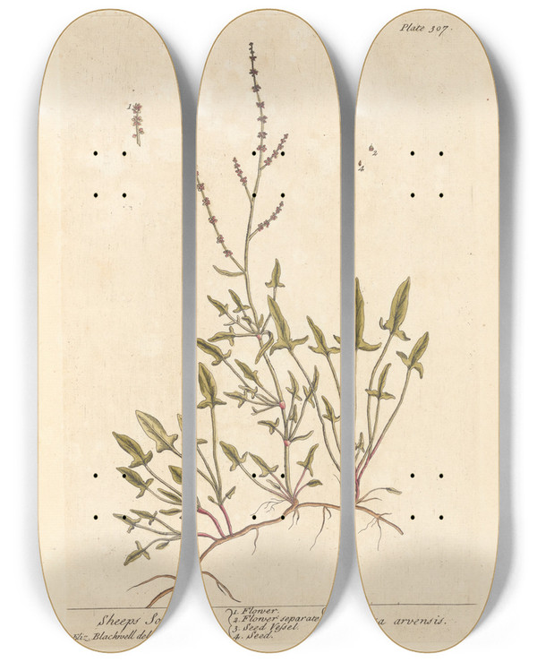 Triptych art skateboard deck of Elizabeth Blackwell Sheeps Sorrel by Elizabeth Blackwell (1707-1758)