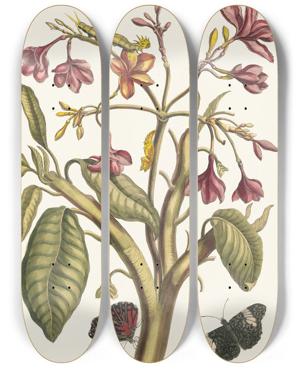 Triptych art skateboard deck of Maria Sibylla Merian Jasmin Des Indes by Maria Sibylla Merian (1647-1717)