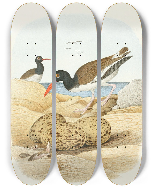 Triptych art skateboard deck of Edwin L Sheppard American Oystercatcher by Edwin L Sheppard (1904)