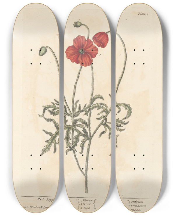 Triptych art skateboard deck of Elizabeth Blackwell Red Poppy by Elizabeth Blackwell (1707-1758)