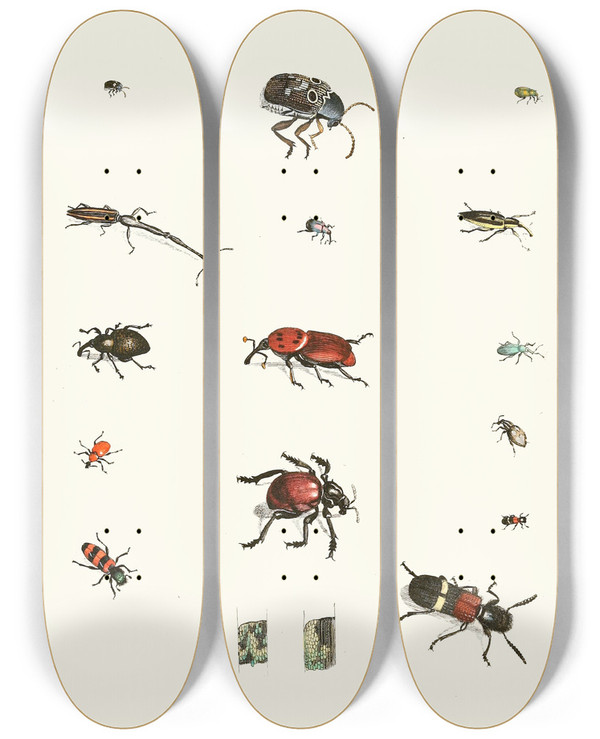 Triptych art skateboard deck of Johann Heinrich Sulzer Dr Sulzers Short History Of Insects Pl 04 by Johann Heinrich Sulzer (1735-1813)