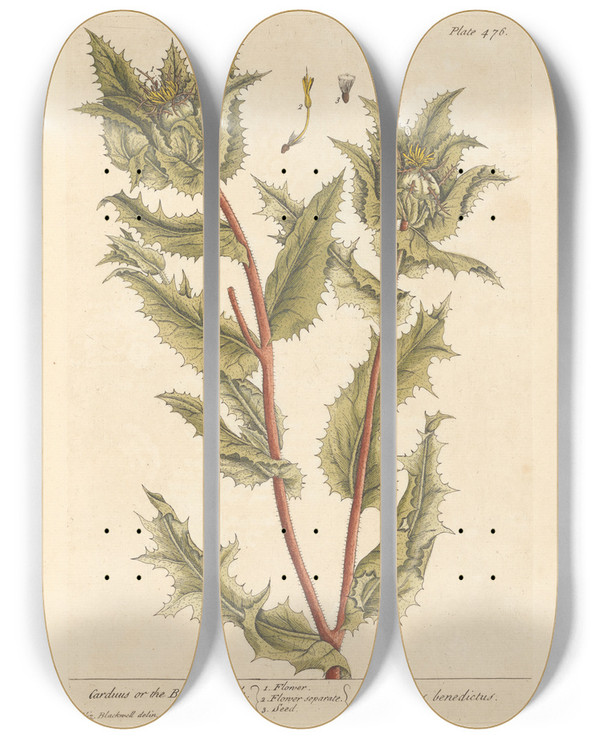 Triptych art skateboard deck of Elizabeth Blackwell Carduus Or The Blessed Thistle by Elizabeth Blackwell (1707-1758)