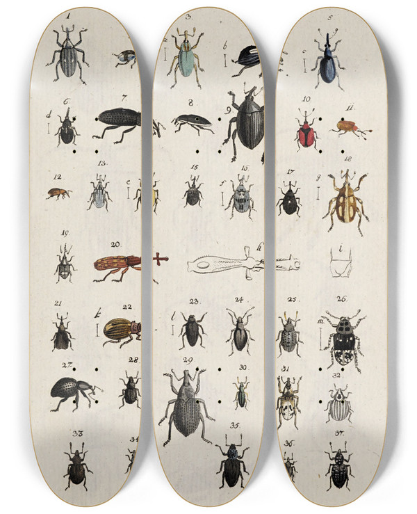 Triptych art skateboard deck of Johann Caspar Fuessli Archives De Lhistoire Des Insectes Pl25 by Johann Caspar Fuessli (1743-1786)