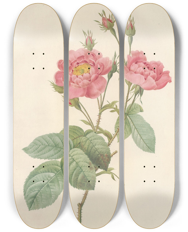 Triptych art skateboard deck of Pierre Joseph Redout Rosa Centifolia Anemonoides by Pierre Joseph Redoute (1759-1840)
