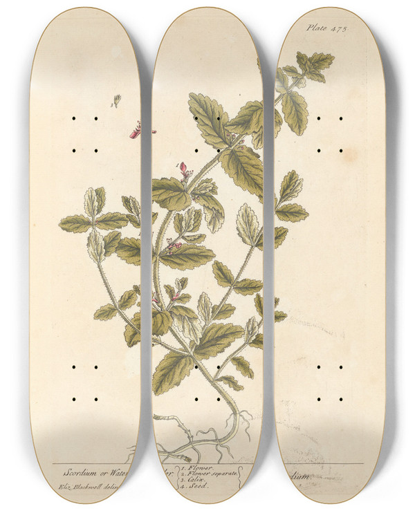 Triptych art skateboard deck of Elizabeth Blackwell Scordium Or Water Germander by Elizabeth Blackwell (1707-1758)