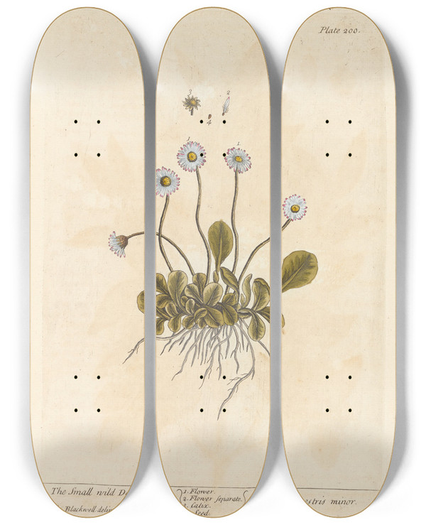 Triptych art skateboard deck of Elizabeth Blackwell The Small Wild Daisy by Elizabeth Blackwell (1707-1758)